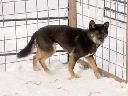 Young Black & Tan Phase New Guinea Singing Dog, from WikmediaCommons