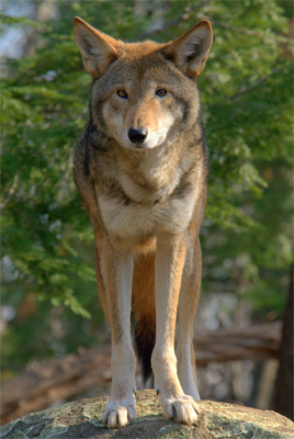 Red Wolf, ucumari@Flickr