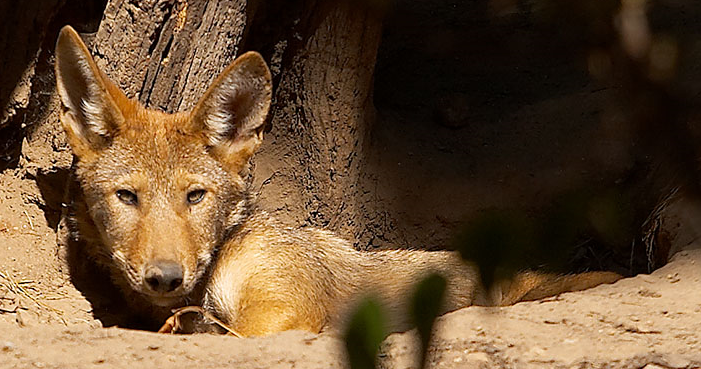 Red Wolf, eclectic-echoes@Flickr