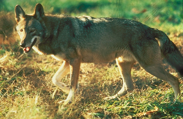 Red Wolf, Wikimedia Commons