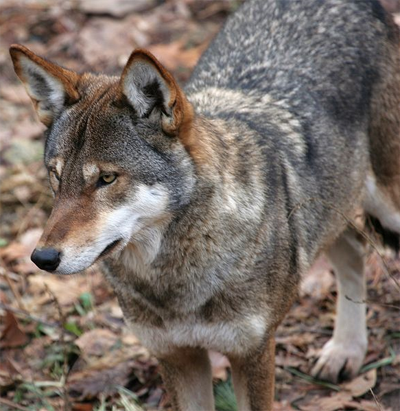 Red Wolf, Wikimedia Commons