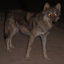 Canis lupus arabs, courtesy of Wikimedia Commons