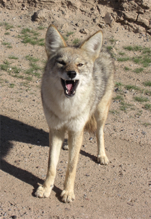 Salvador Coyote, berndpics@Flickr