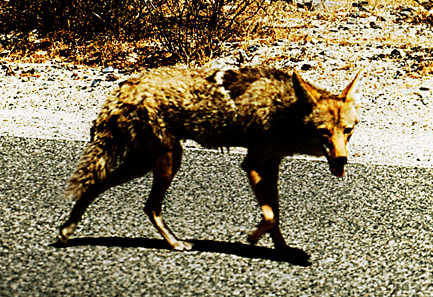 Belize Coyote, iguanajo@Flickr