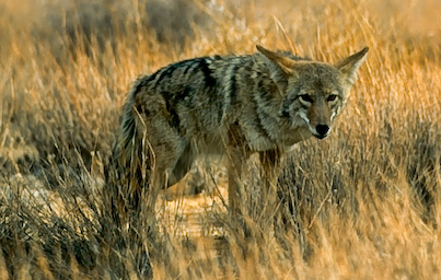 Belize Coyote, Rolf Sterchi@Flickr
