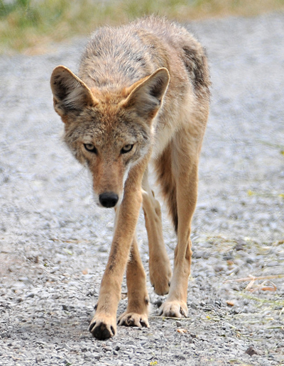 Honduras Coyote, mattknoth@Flickr
