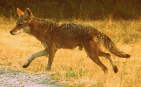 Honduras Coyote, aruarian@Flickr