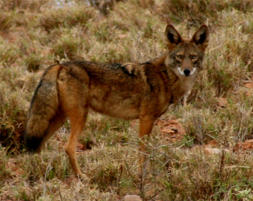 Durango Coyote; jegomezr@Flickr