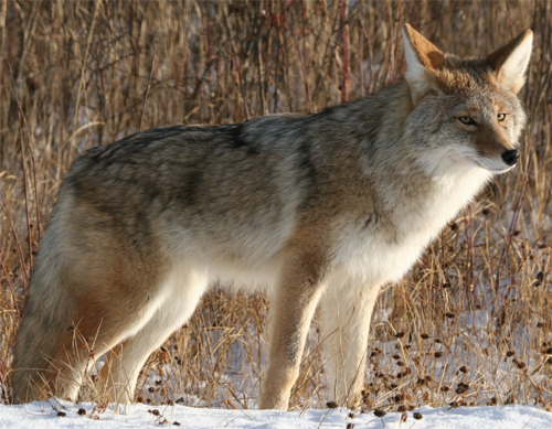 Northern Coyote, Jean-Guy Dallaire@Flickr