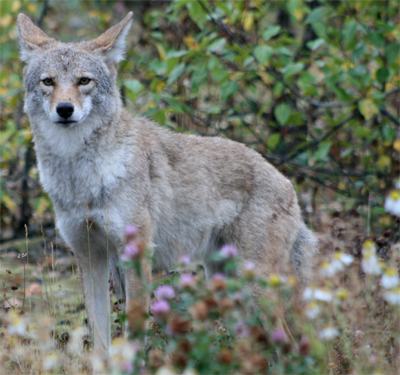 Northern Coyote, rustybadger@Flickr