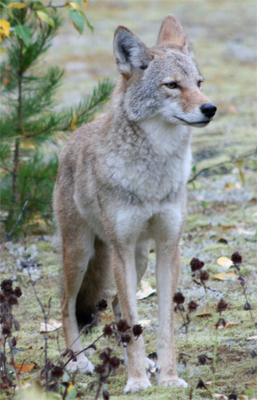 Northern Coyote, rustybadger@Flickr