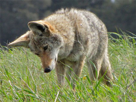Tiburon Island Coyote, randomtruth@Flickr