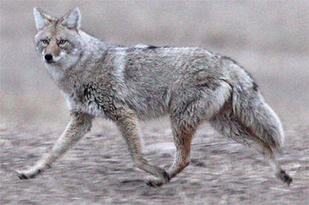 Plains Coyote, gainesp2003@Flickr