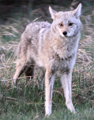 Plains Coyote, Sangudo@Flickr
