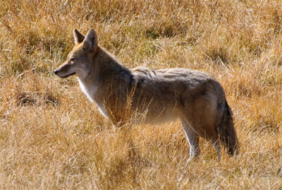 Plains Coyote, vjosulliva@Flickr