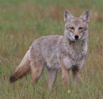 Plains Coyote, ru_24_real@Flickr