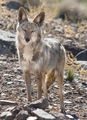 Mountain Coyote in Western Nevada; from lacomj@Flickr