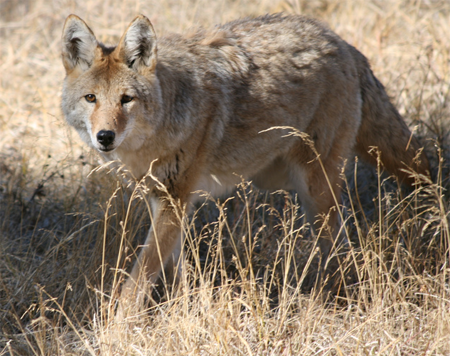 Mountain Coyote in Yellowstone; from dapperscoo@Flickr