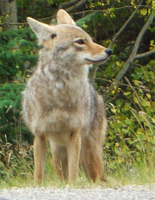 Mountain Coyote in Jasper Nat'l Park, Alberta; from federicochi@Flickr