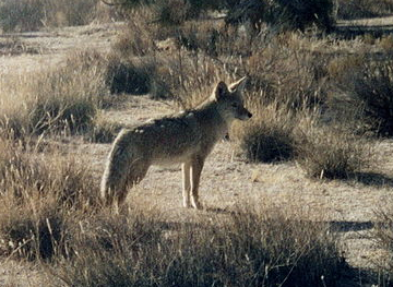Mearns Coyote, Wikimedia Commons