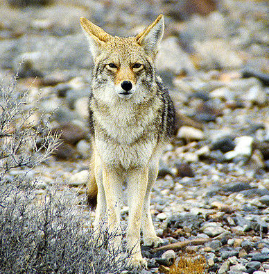 Mearns Coyote, Wikimedia Commons