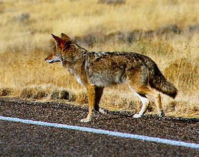 Mearns Coyote in Painted Desert, Arizona; marj_k@Flickr