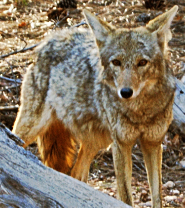 Mearns Coyote in Grand Canyon; eob@Flickr