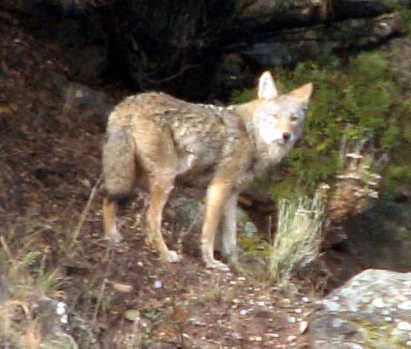 Lower Rio Grande Valley Coyote in Texas, from taosmax@Flickr