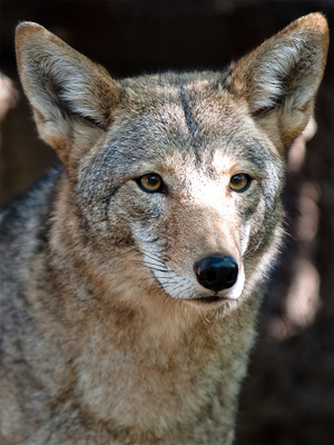 Lower Rio Grande Valley Coyote in Texas, from TXZeiss@Flickr