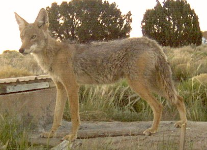 Lower Rio Grande Valley Coyote in New Mexico, from stuartwildlife@Flickr