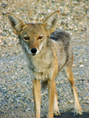 California Valley Coyote, taken in Joshua Tree National Park. From paraflyer@Flickr