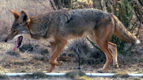 Peninsula Coyote; elpicoso@Flickr