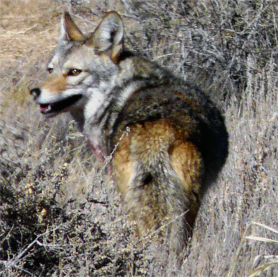 Texas Plains Coyote, spotzilla@Flickr