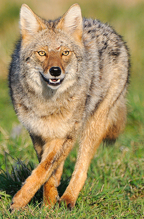 Northeastern Coyote, naathas@Flickr