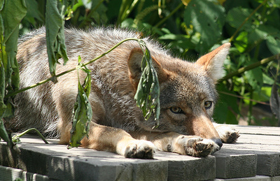 Northeastern Coyote, Ber'Zophus@Flickr