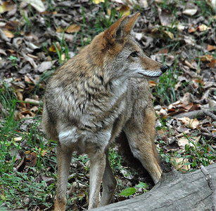 Northeastern Coyote, ndomer73@Flickr