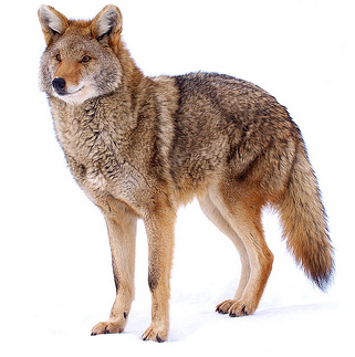 Northeastern Coyote, ericbegin@Flickr