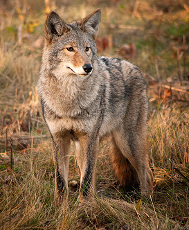 Northeastern Coyote, ensh@Flickr
