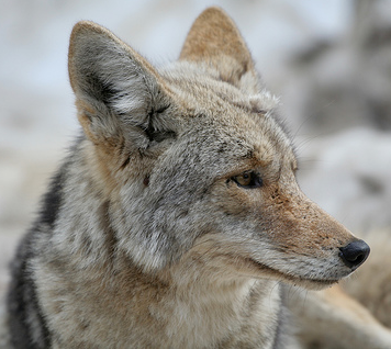 Colima Coyote; kbovard@Flickr