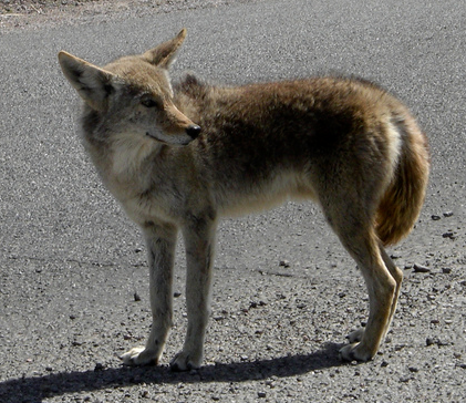 Colima Coyote; asplund@Flickr