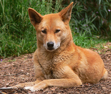 Dingo, from Wikimedia Commons
