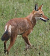Ethiopian Wolf, Wikimedia Commons