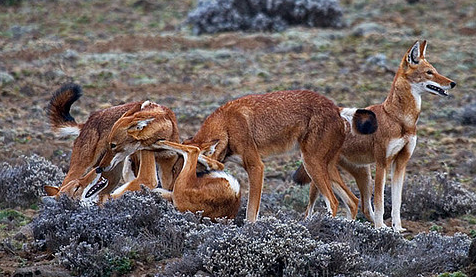 Ethiopian Wolf, afromemy@Flickr
