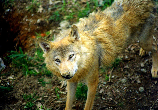 Himalayan Wolf, sir_watkyn@Flickr