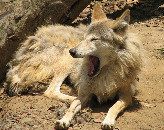Himalayan Wolf, SandeepSK@Flickr