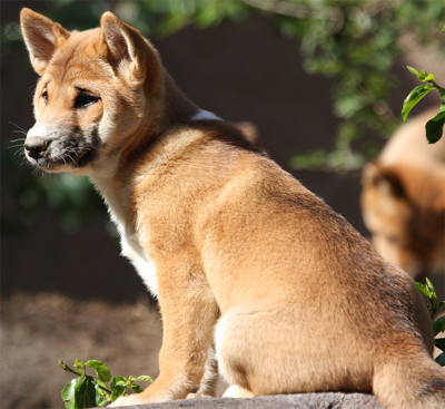 Young New Guinea Singing Dog, from nathaninsandiego@Flickr""Young New Guinea Singing Dog, from nathaninsandiego@Flickr