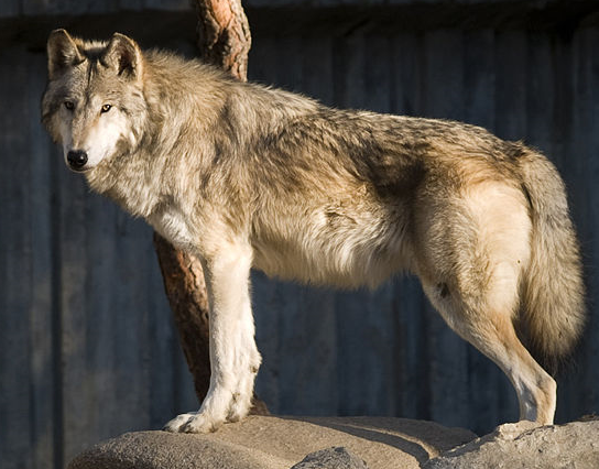 'Souls Wiki | Resources / Mackenzie Valley Wolf (''Canis lupus ...