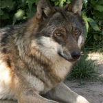 Yearling Wolf
