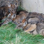 6 Months (Red Wolves)