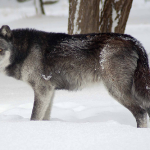 Tundra Wolf (Canis lupus albus)